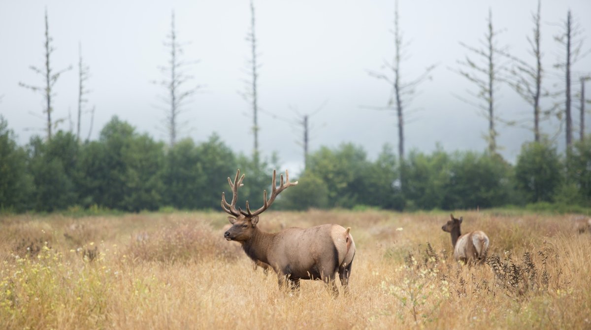 9 Tips to Take Your Wildlife Photography to the Next Level - GunSkins