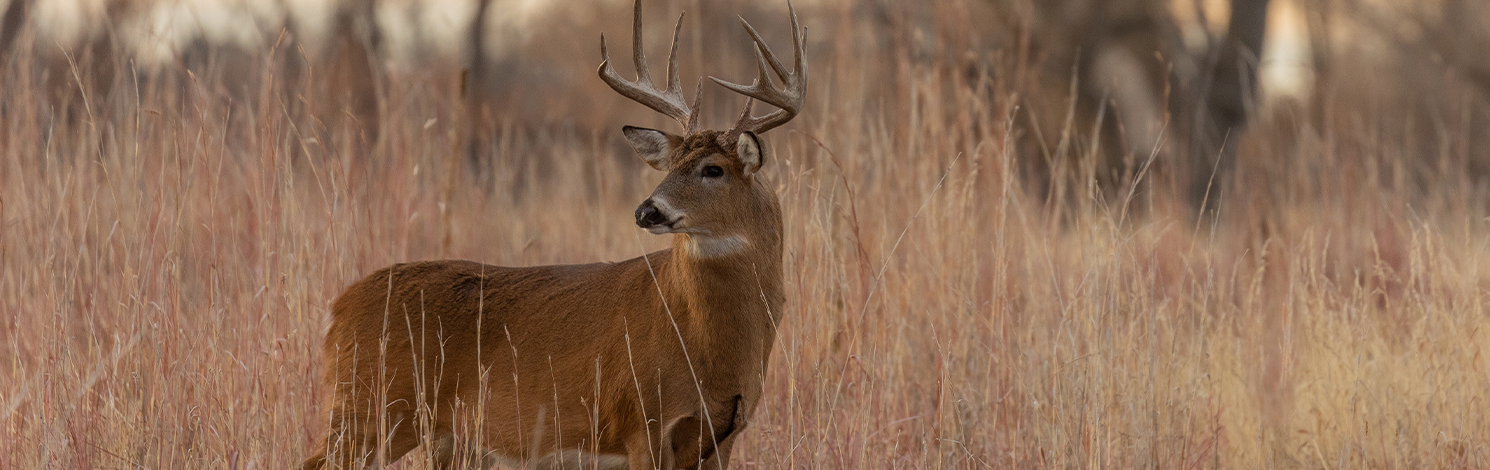 Why Animals Change Patterns During Hunting Season