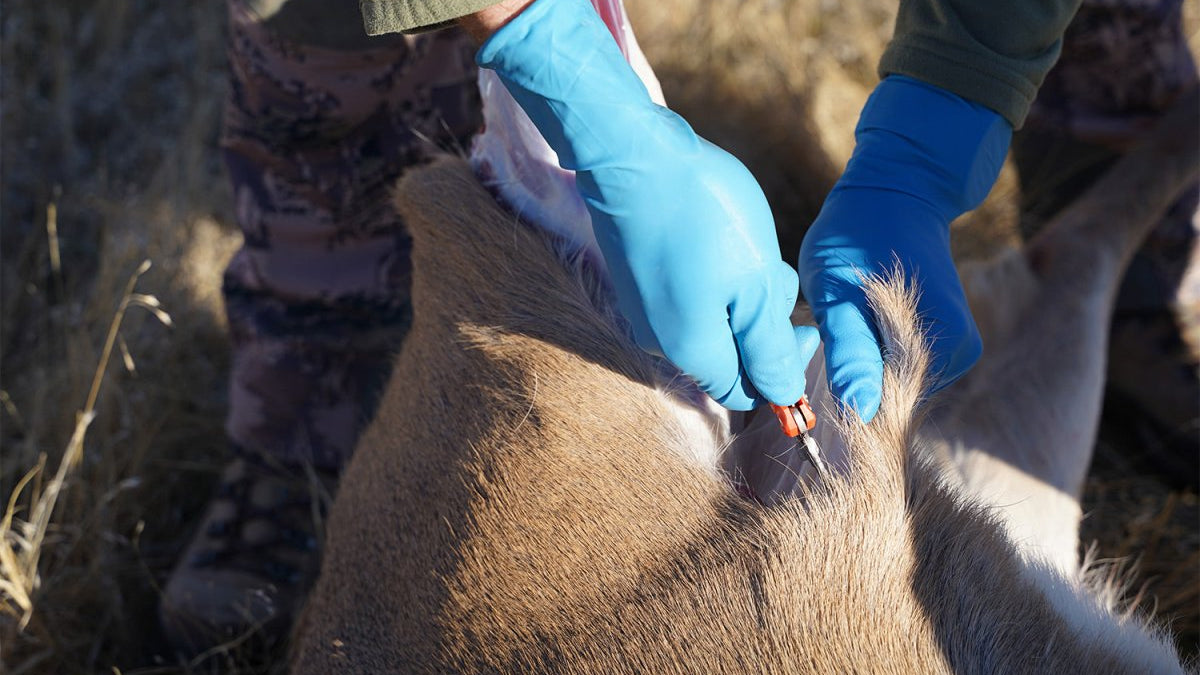 dressing a deer How To Field Dress Field Dressing Techniques