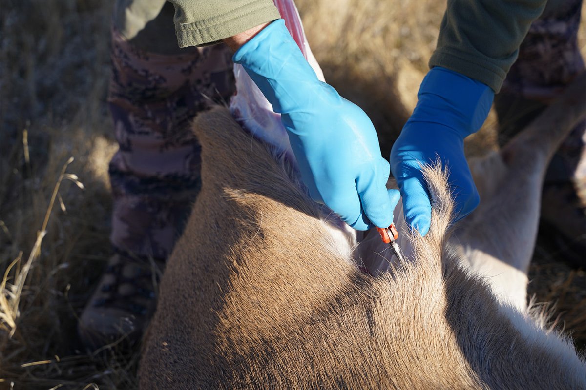 Field Dressing a Deer: A Step by Step Guide - GunSkins