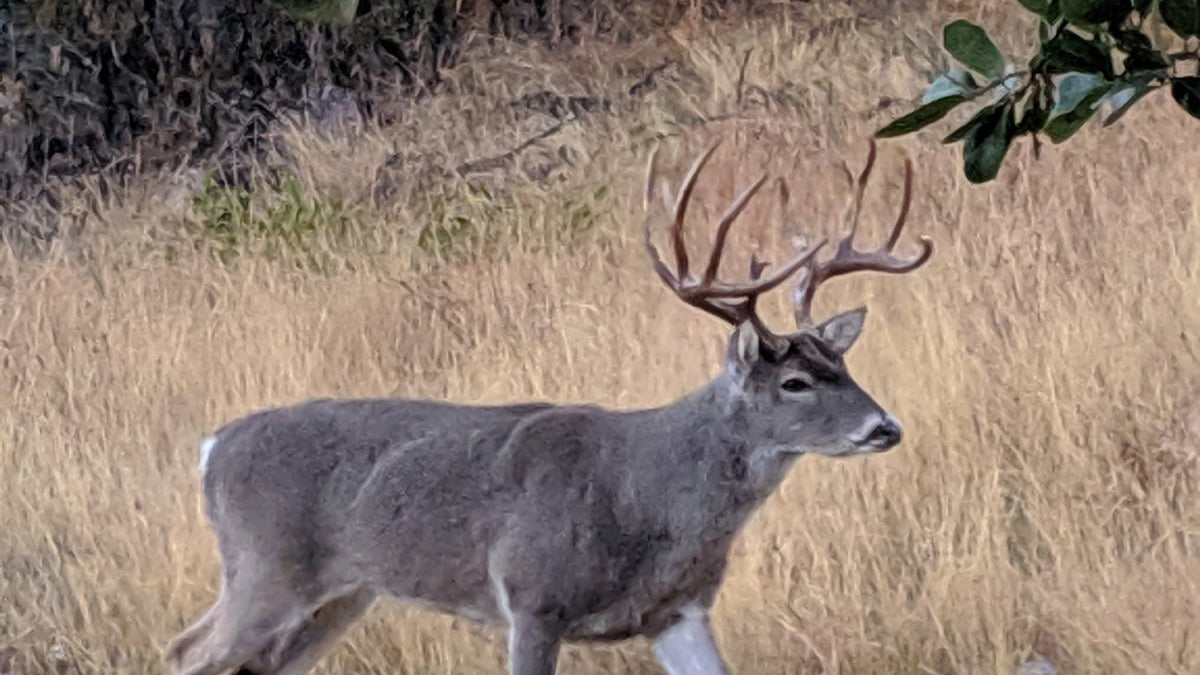 How To Get the Best Results Out of Your Deer Food Plots - GunSkins