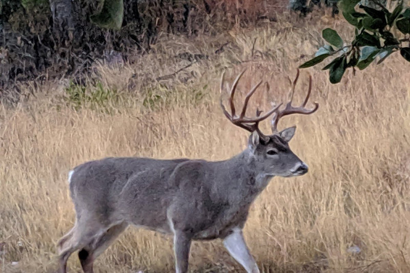 How To Get the Best Results Out of Your Deer Food Plots - GunSkins
