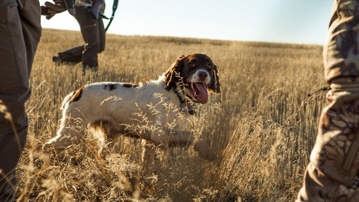 The Best Types of Hunting Dogs for Hunting Different Types of Wildlife - GunSkins