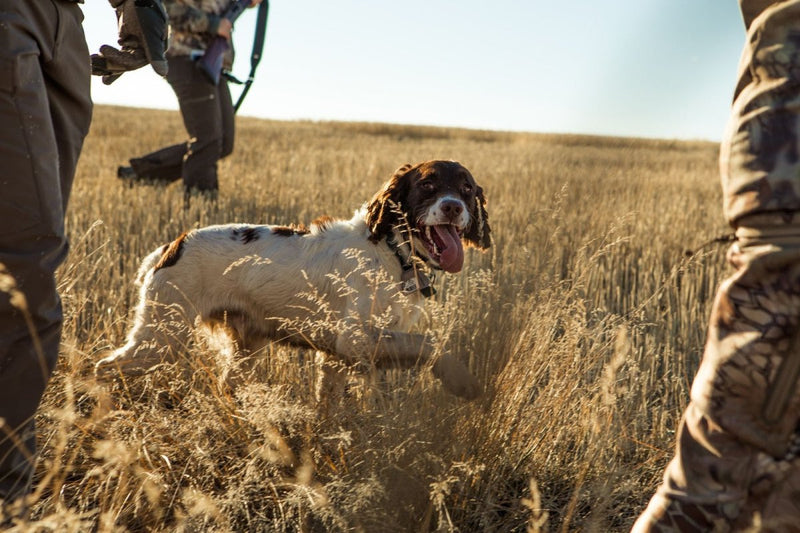 The Best Types of Hunting Dogs for Hunting Different Types of Wildlife - GunSkins