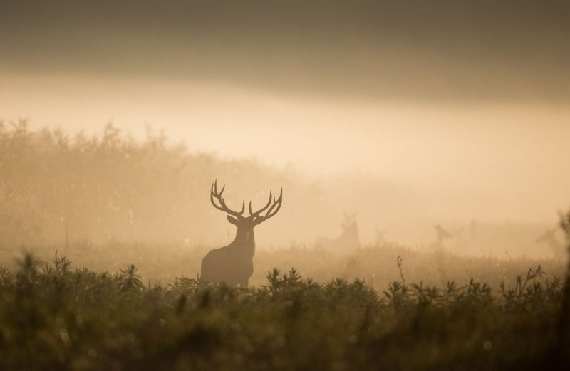 Why Is Wildlife Research Important To Hunting? - GunSkins