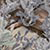 KINGS CAMO